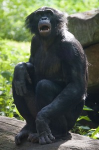 Bonobo
